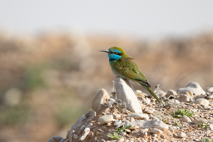 Arabian Bee-eater