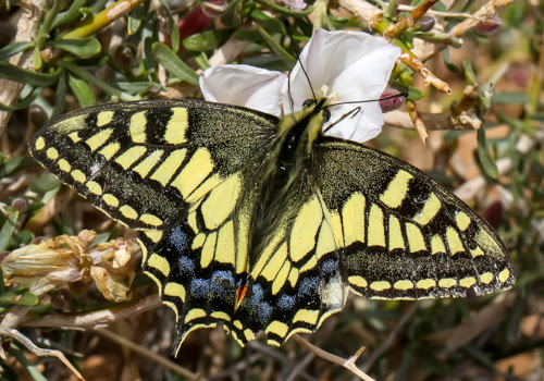 Desert Butterfly