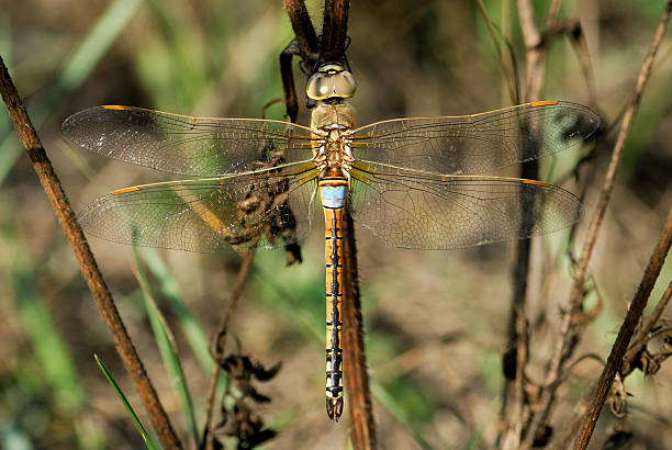 Oasis Dragonfly