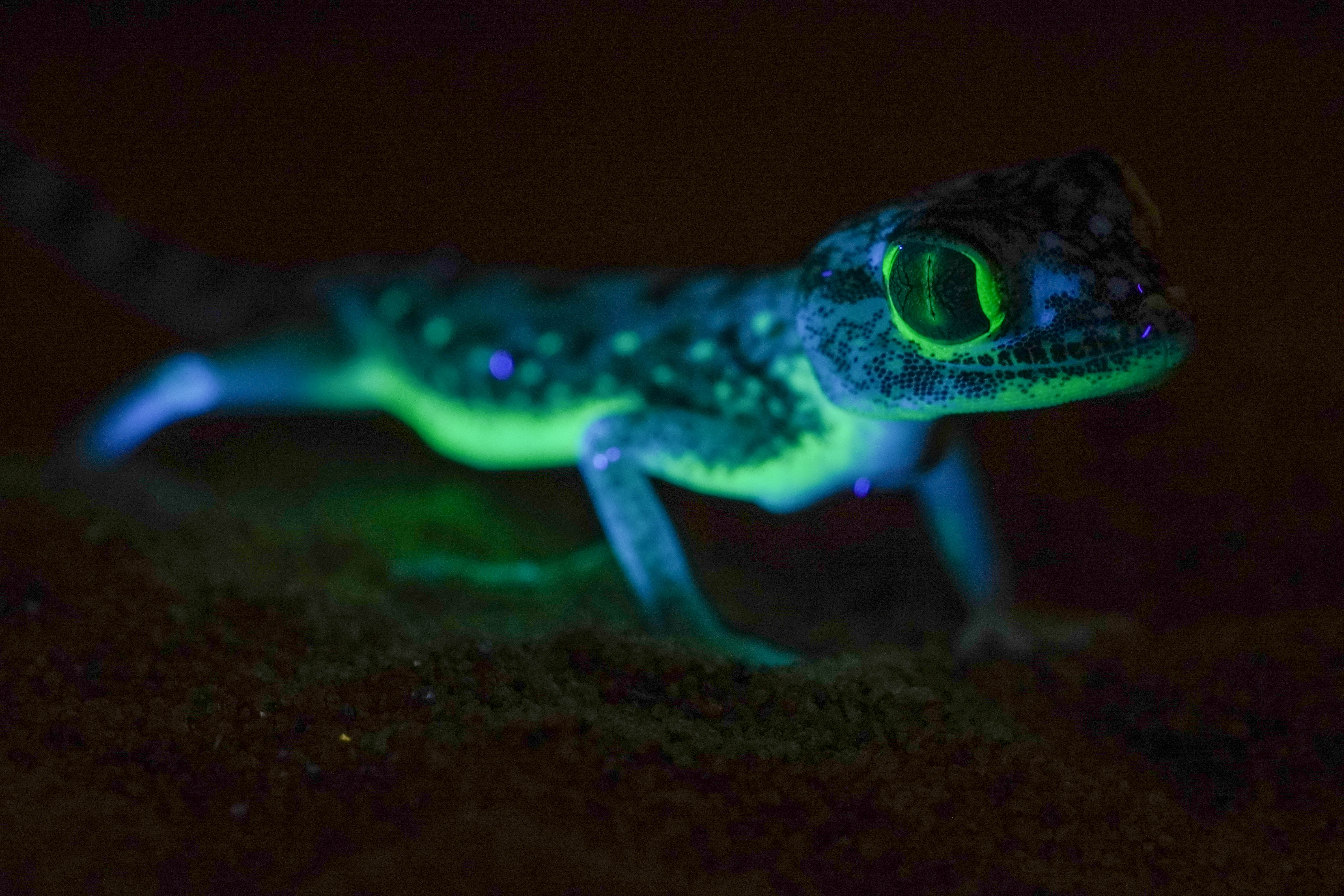 Desert Gecko