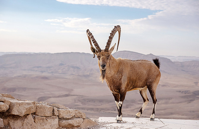 Nubian Ibex