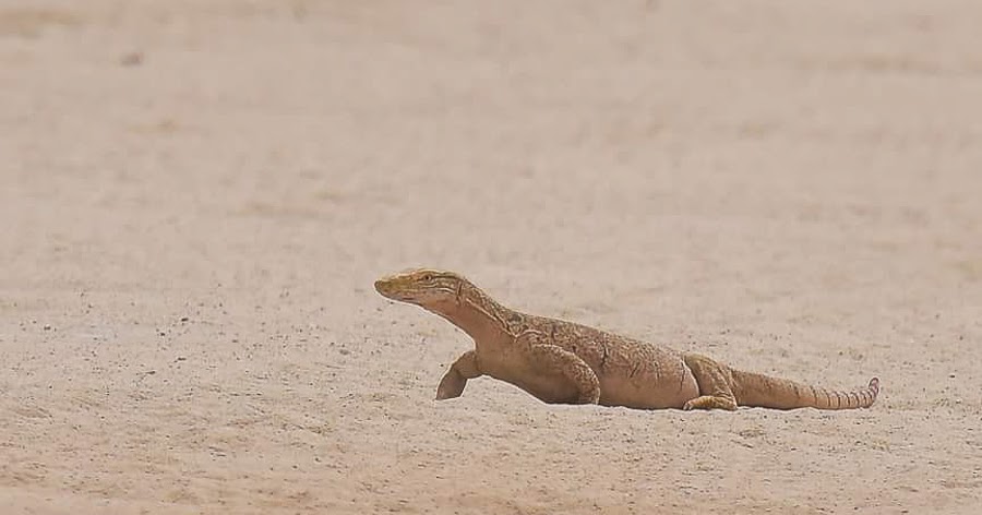 Desert Monitor