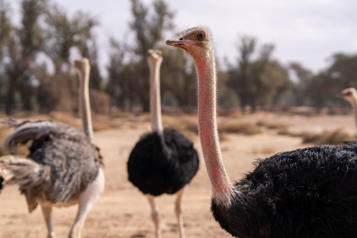 Red-necked Ostrich