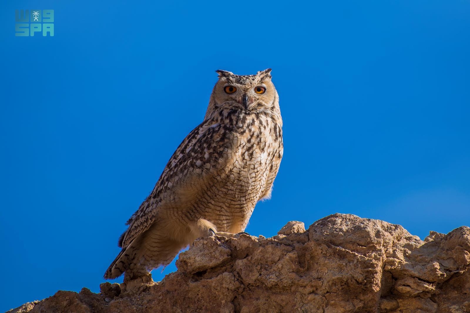 Desert Owl