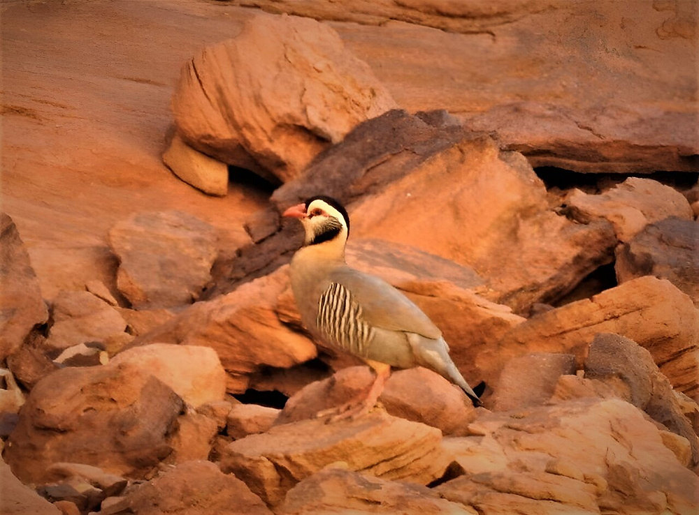 Arabian Partridge