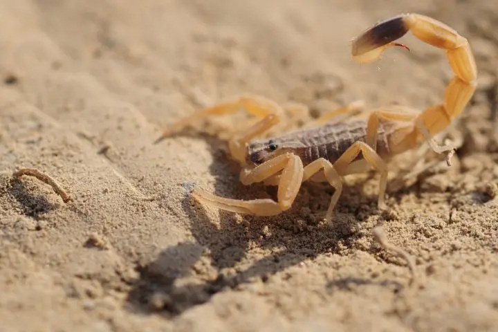 Arabian Scorpion