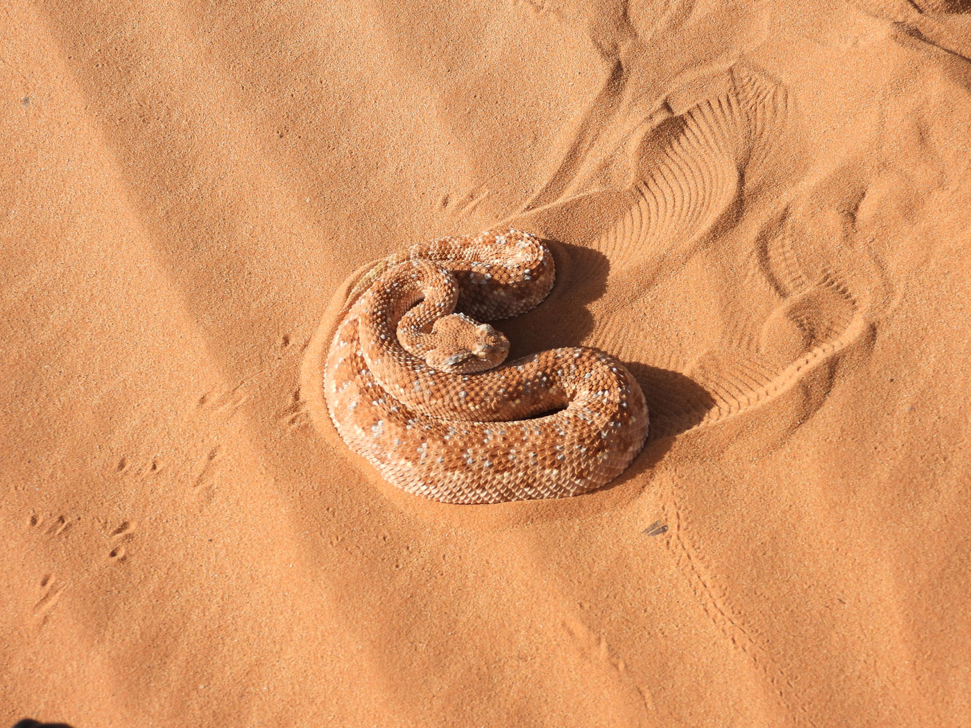Sand Viper