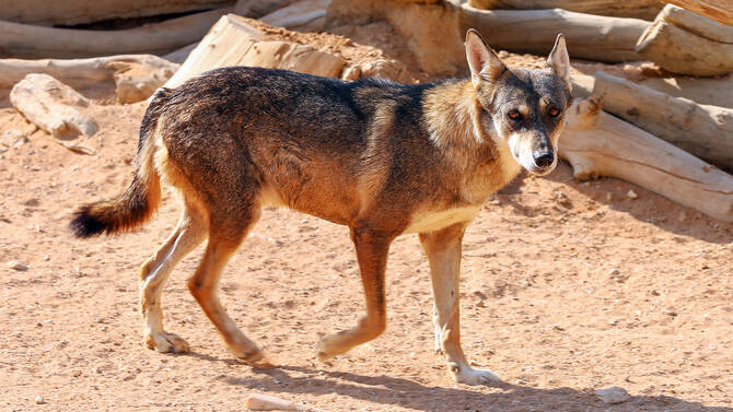 Arabian Wolf